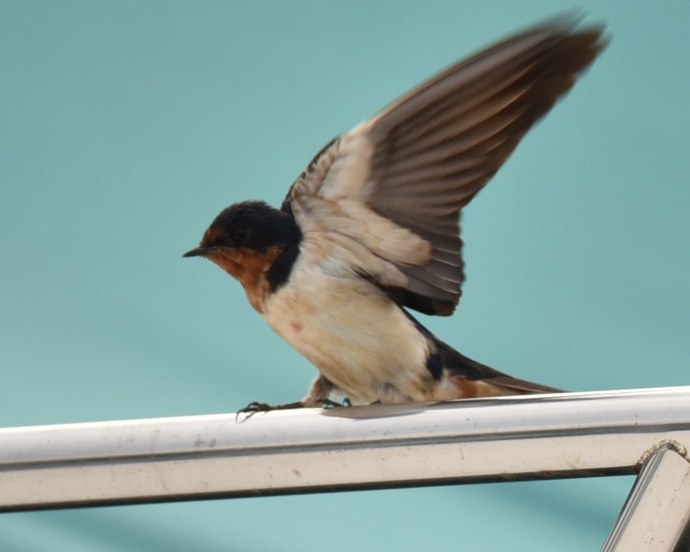 Barn Swallow - ML639945885
