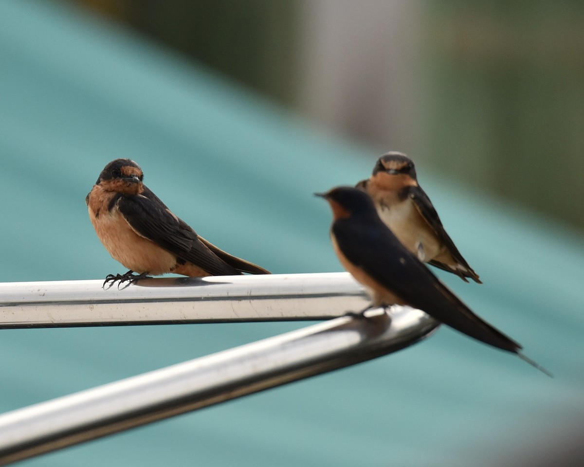 Barn Swallow - ML639945886