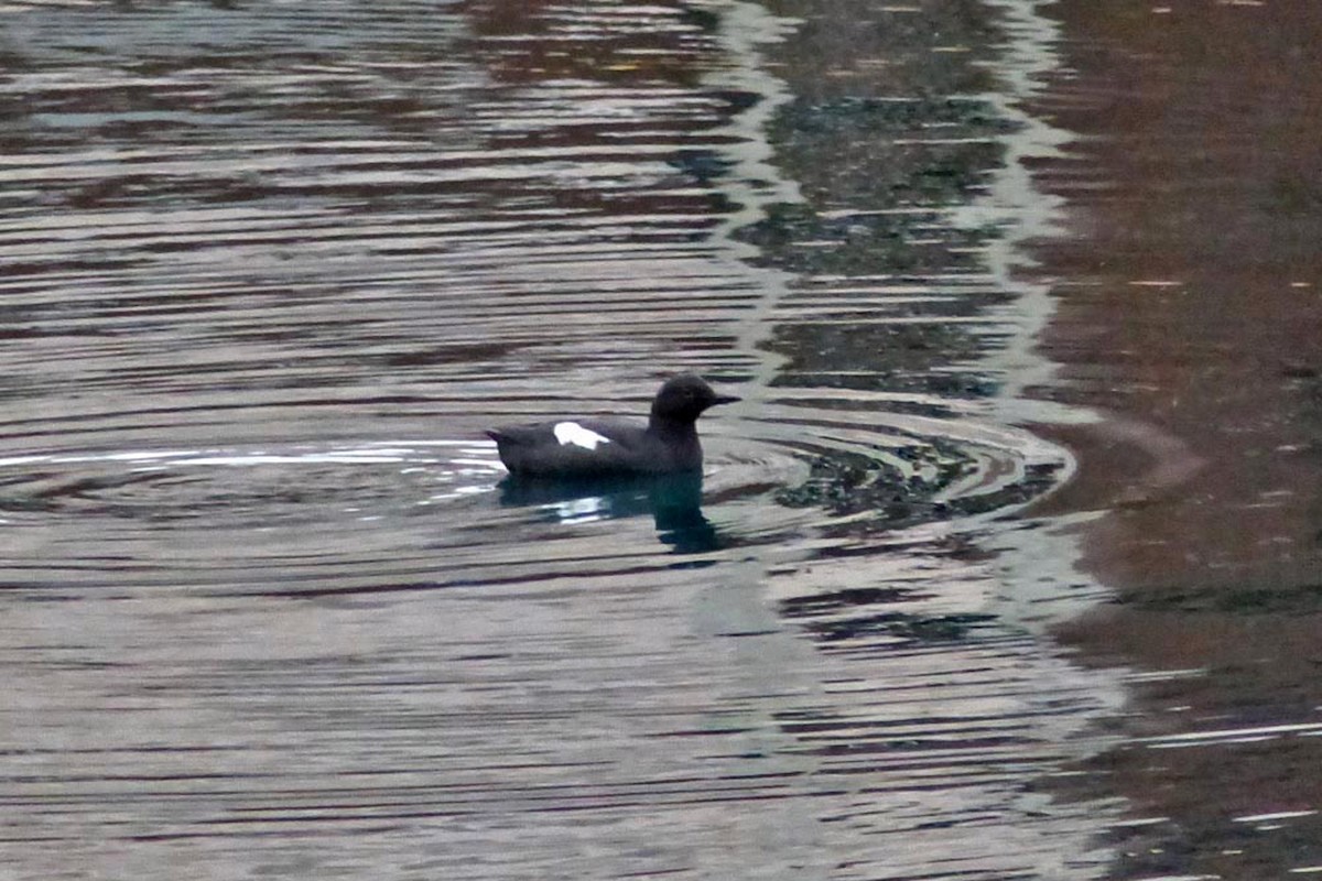 Pigeon Guillemot - ML639945892