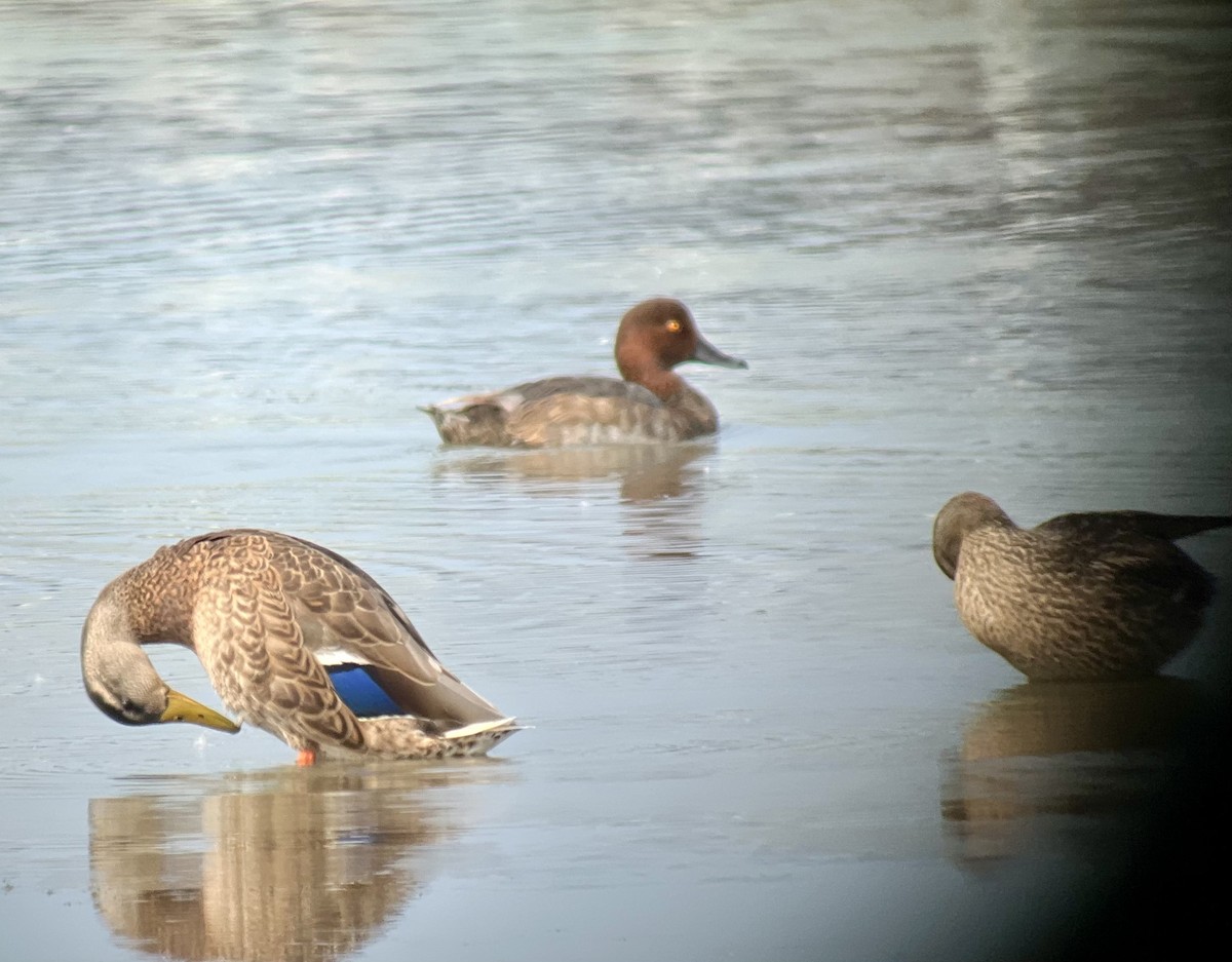 Redhead - ML639945900