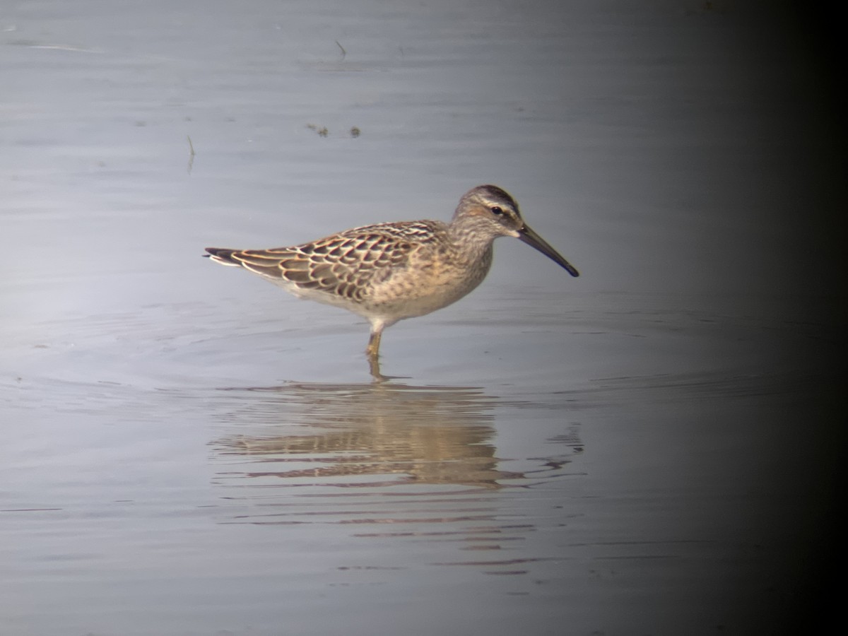 Stilt Sandpiper - ML639945909