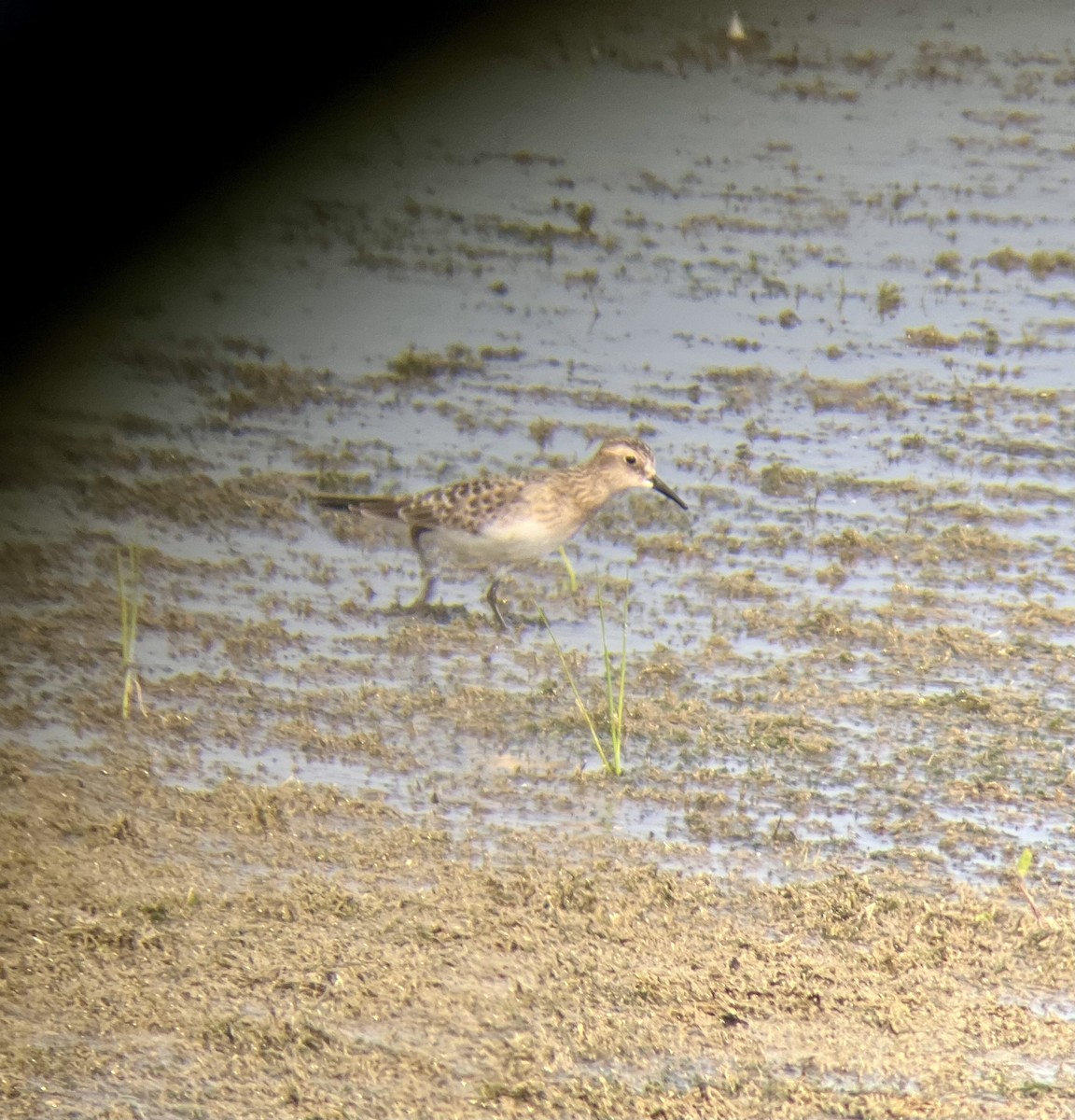 Baird's Sandpiper - ML639945913