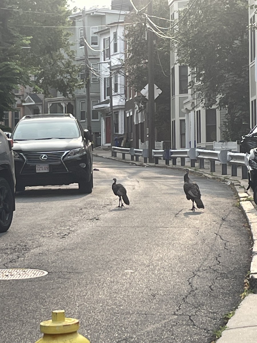 Wild Turkey - ML639945916