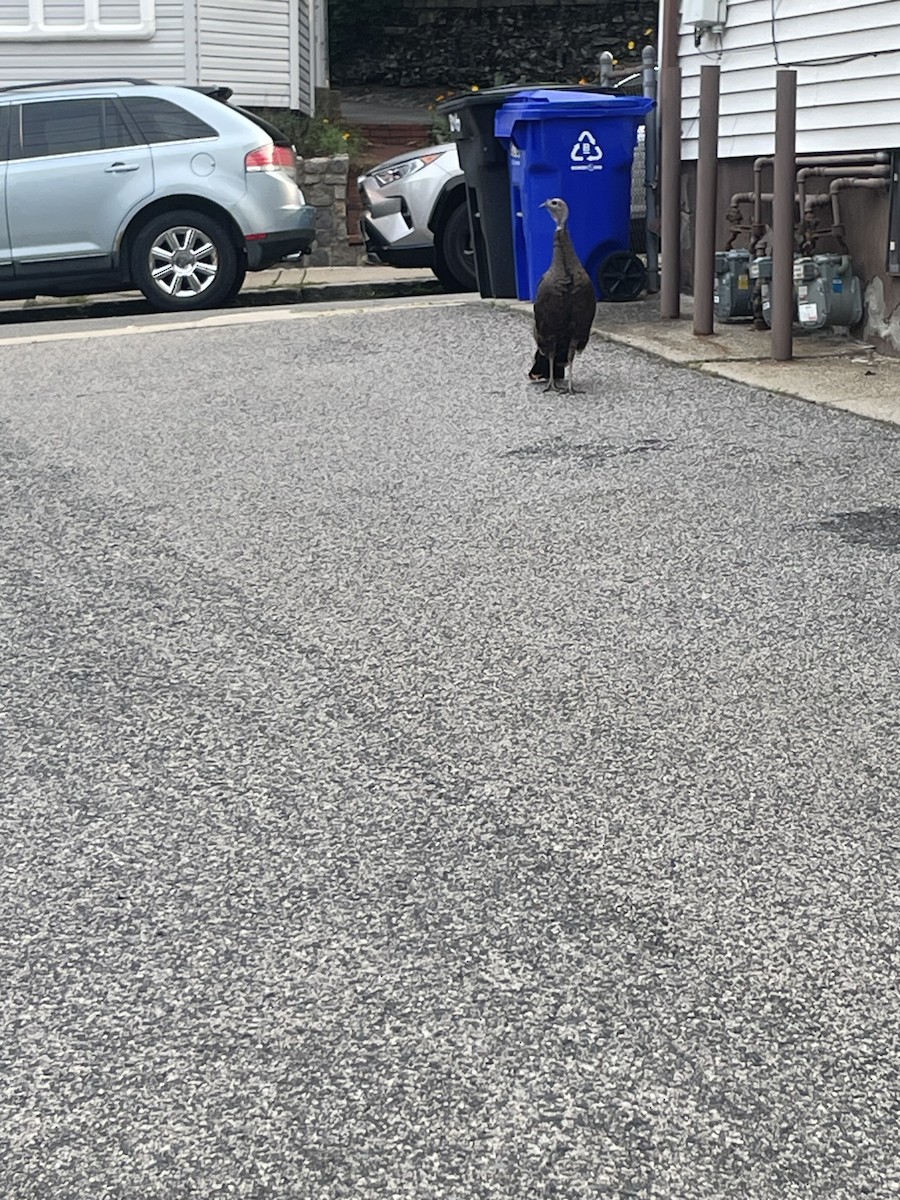 Wild Turkey - ML639945917