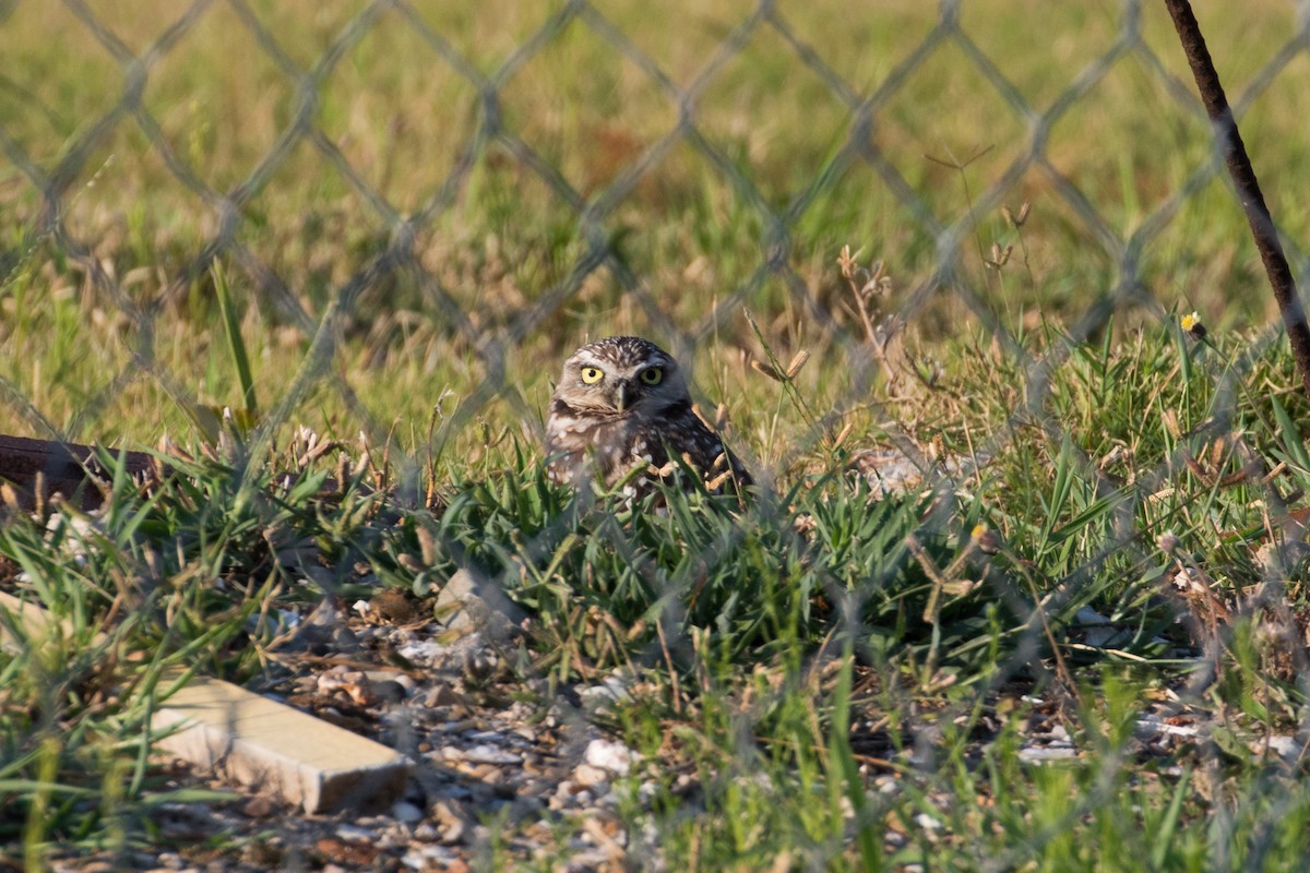 sýček králičí - ML639945932