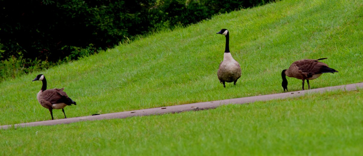 Canada Goose - ML639946011