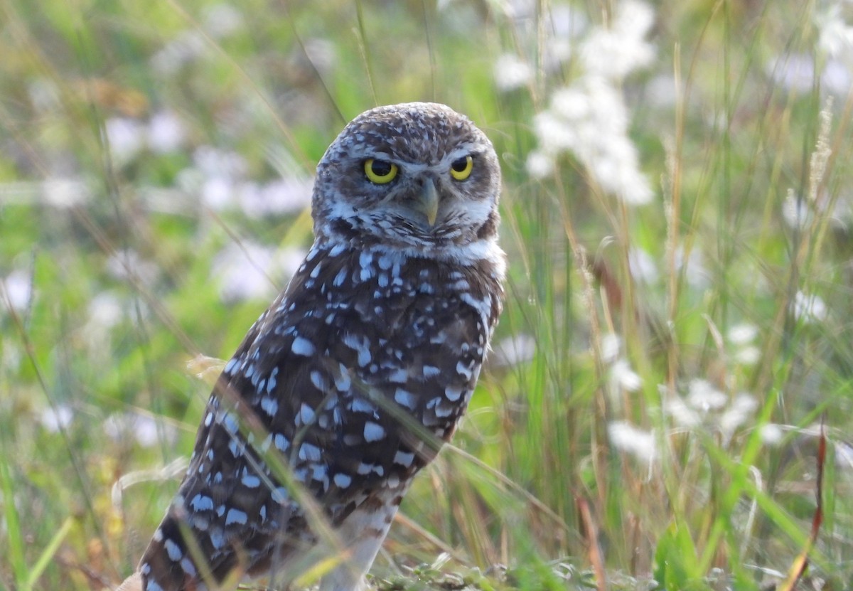 eBird Checklist - 7 Aug 2025 - Florida Atlantic University Ecological ...