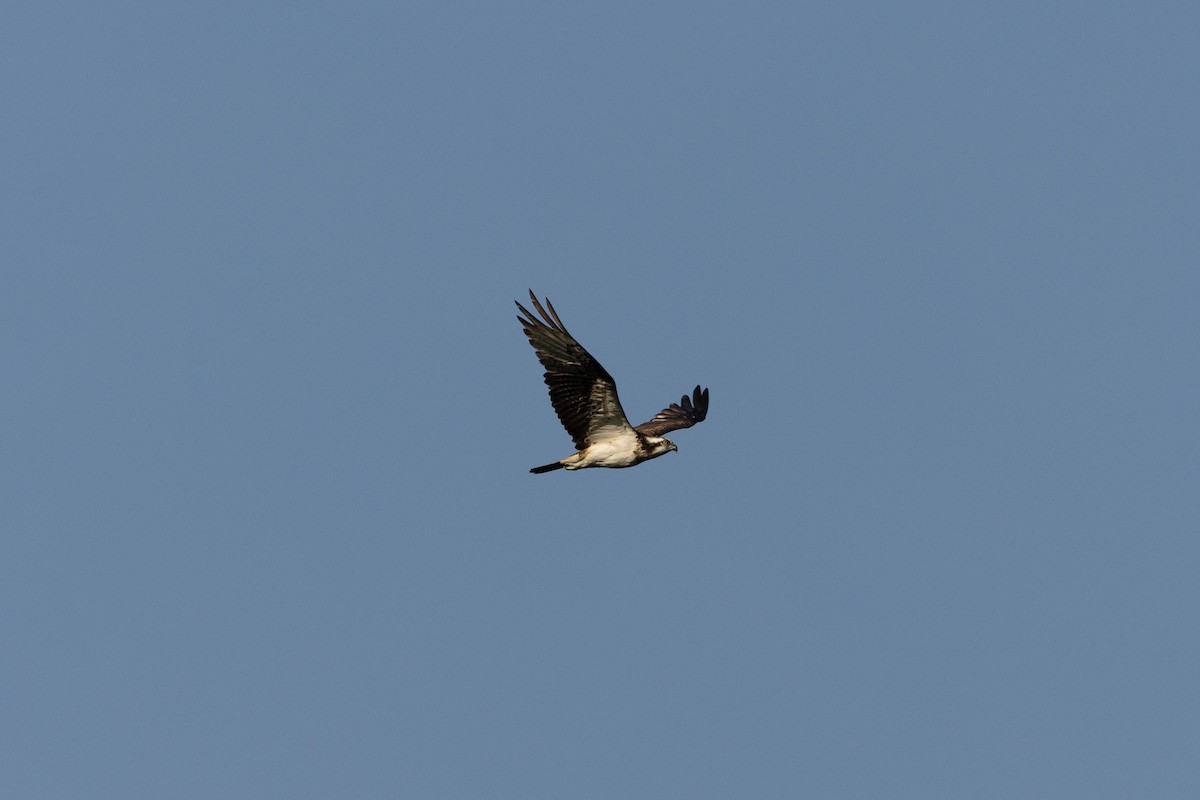 ミサゴ - ML639946038