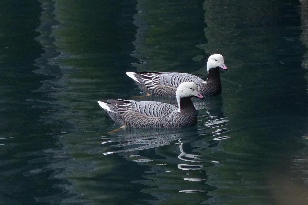 Emperor Goose - ML639946076