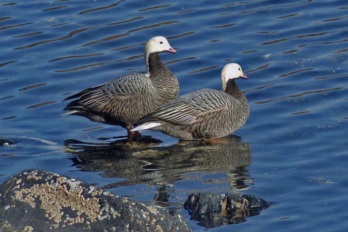 Emperor Goose - ML639946077