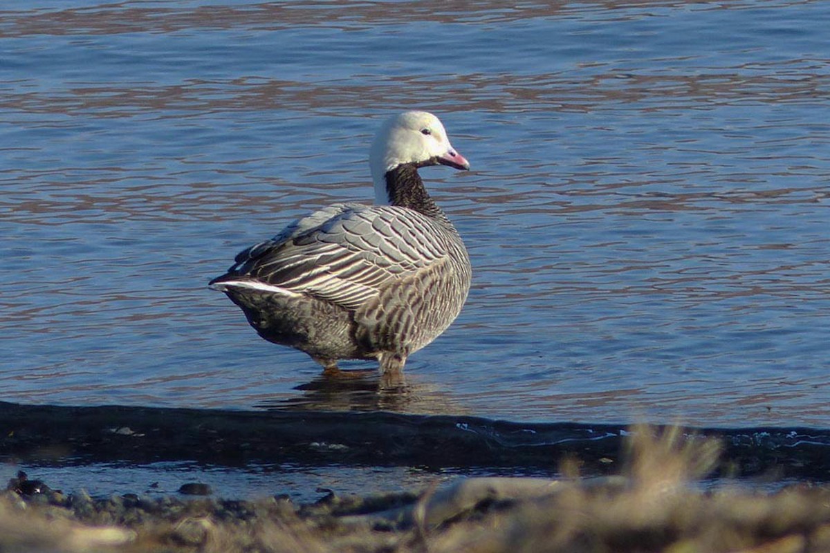 Emperor Goose - ML639946078