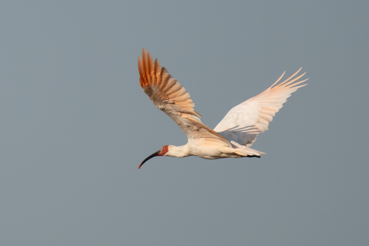 Ibis Nipón - ML639946085