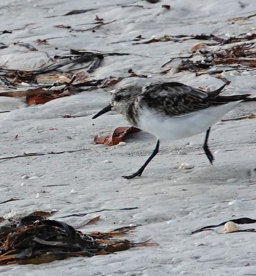 Sanderling - ML639946137