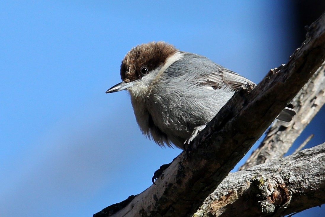 Brown-headed Nuthatch - ML639946152