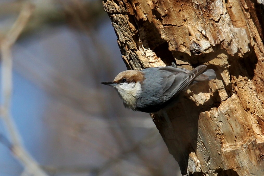 Brown-headed Nuthatch - ML639946153