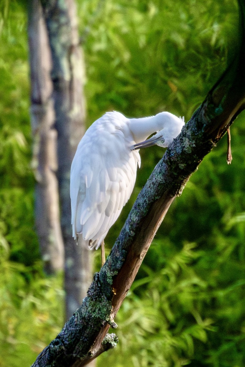 Little Blue Heron - ML639946157