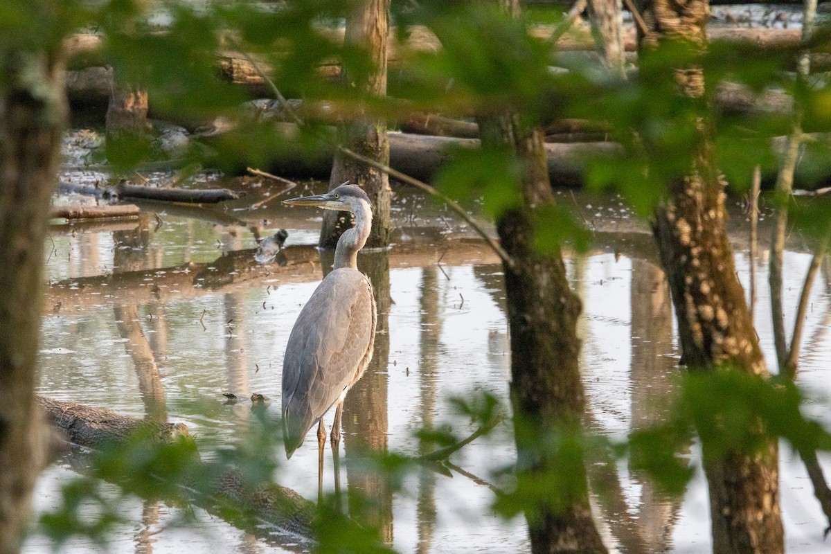 Great Blue Heron - ML639946186
