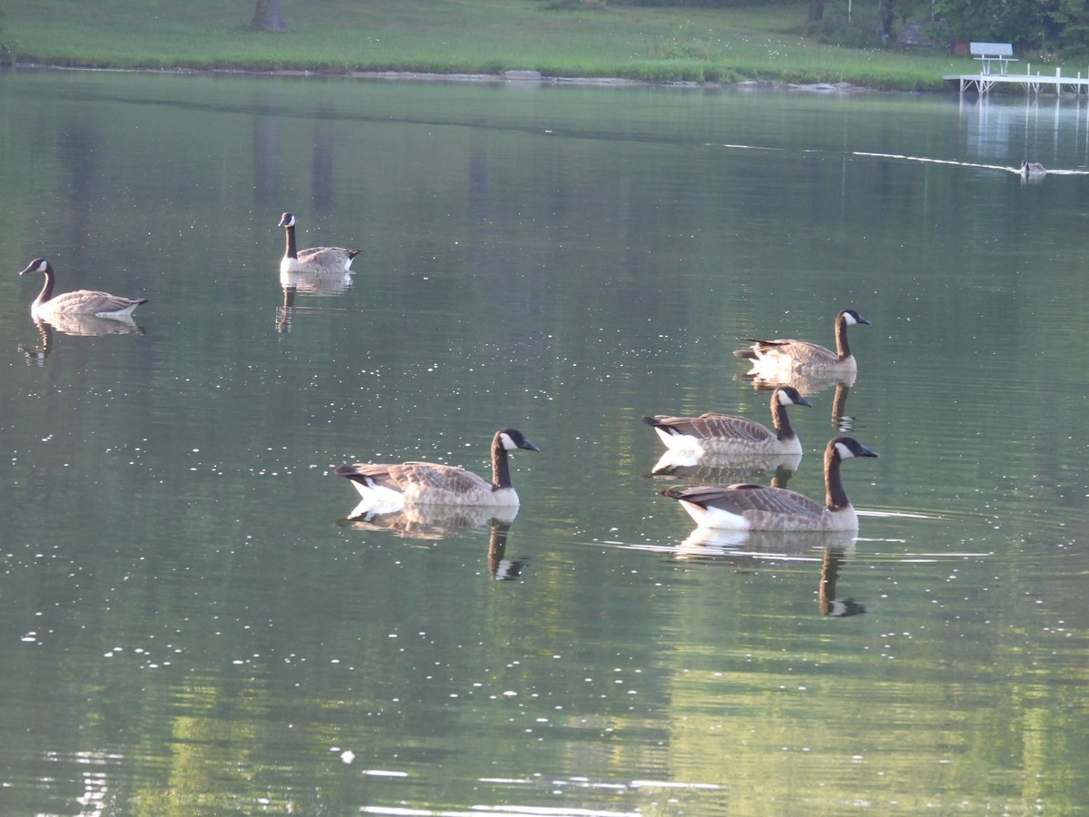 Canada Goose - ML639946221