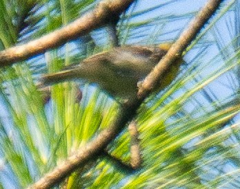 Chestnut-sided Warbler - ML639946271