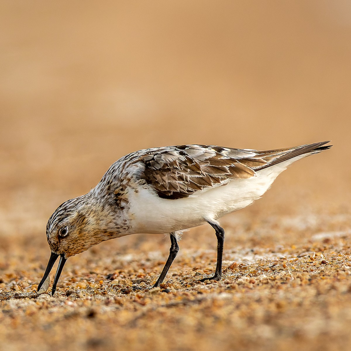 Sanderling - ML639946304