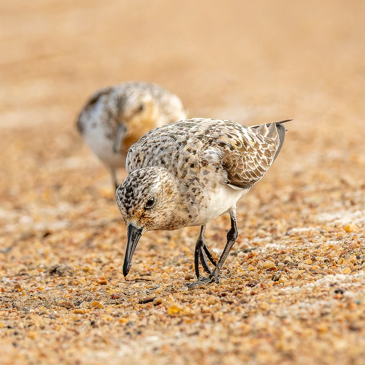 Sanderling - ML639946305