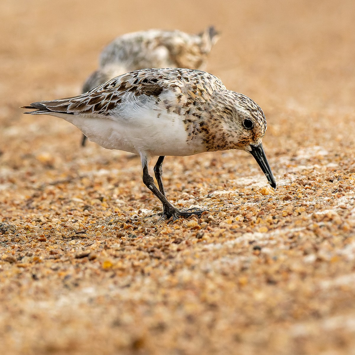Sanderling - ML639946306