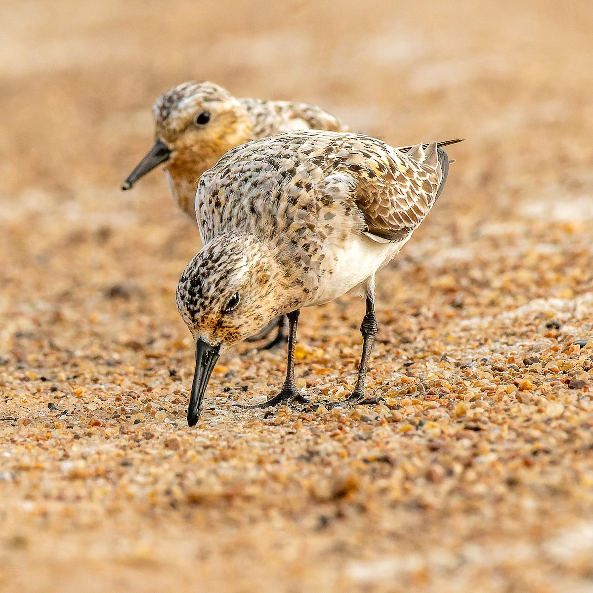 Sanderling - ML639946307