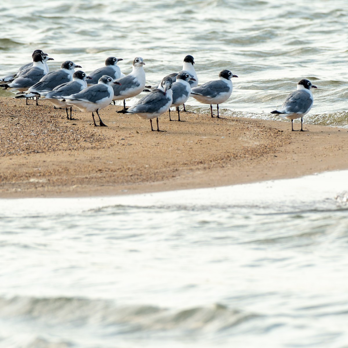 Franklin's Gull - ML639946318