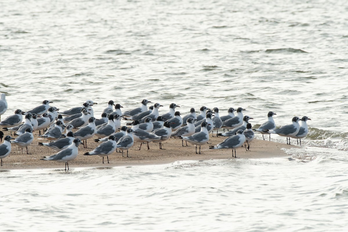 Franklin's Gull - ML639946319