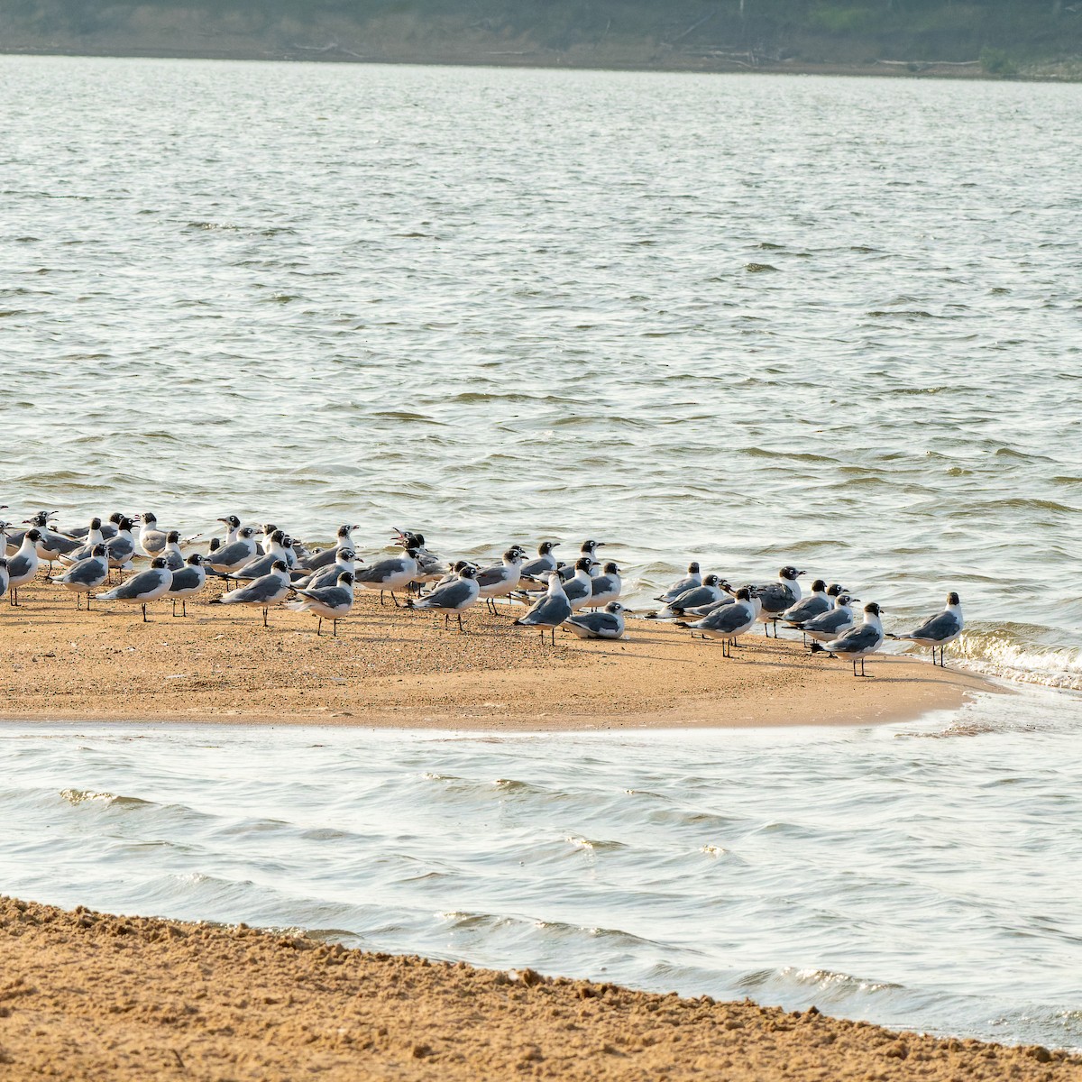 Franklin's Gull - ML639946320
