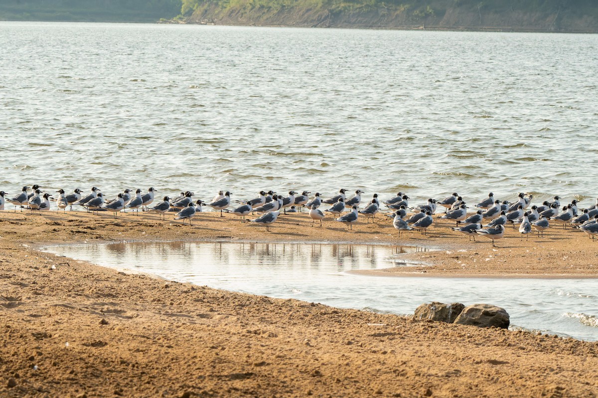 Franklin's Gull - ML639946321