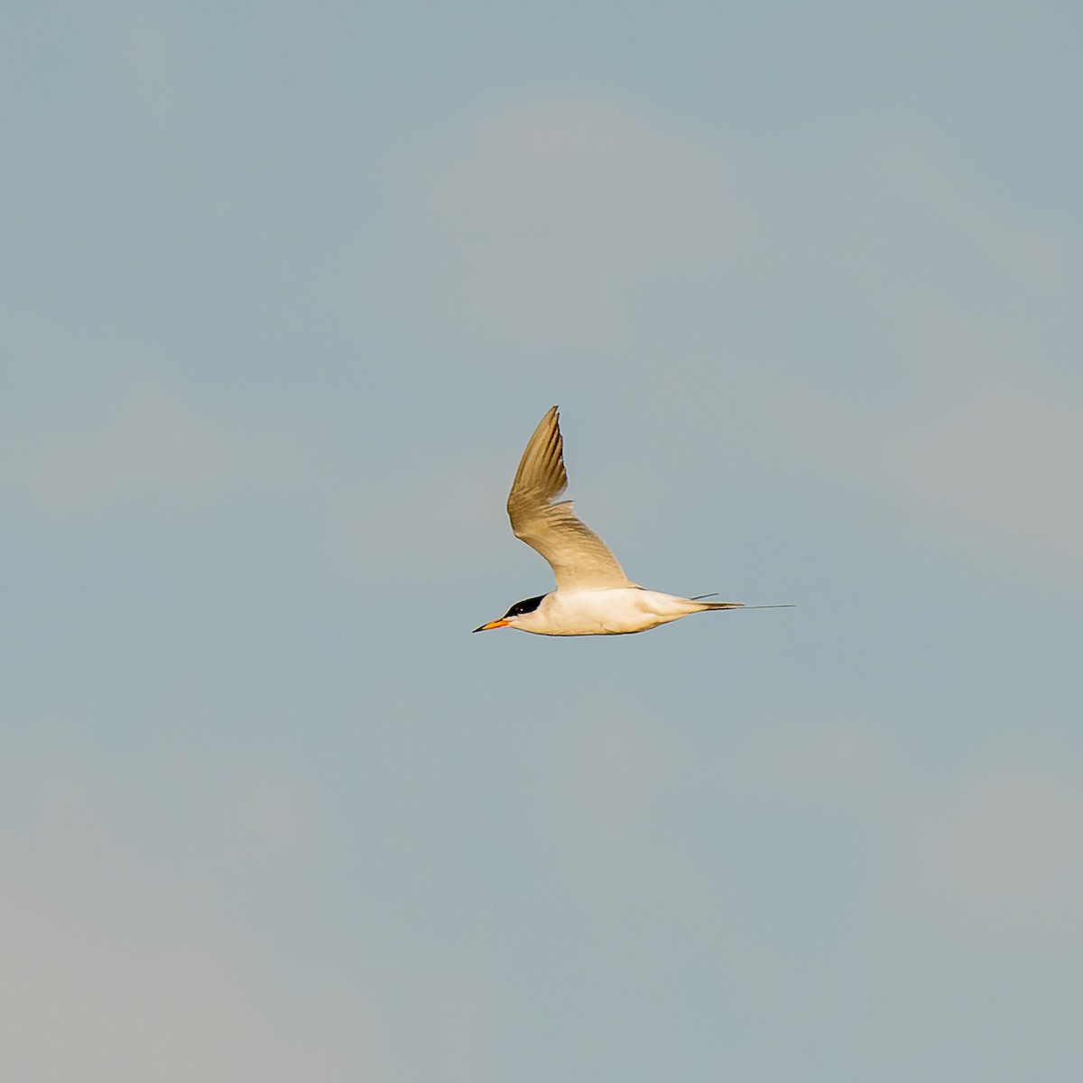 Forster's Tern - ML639946348