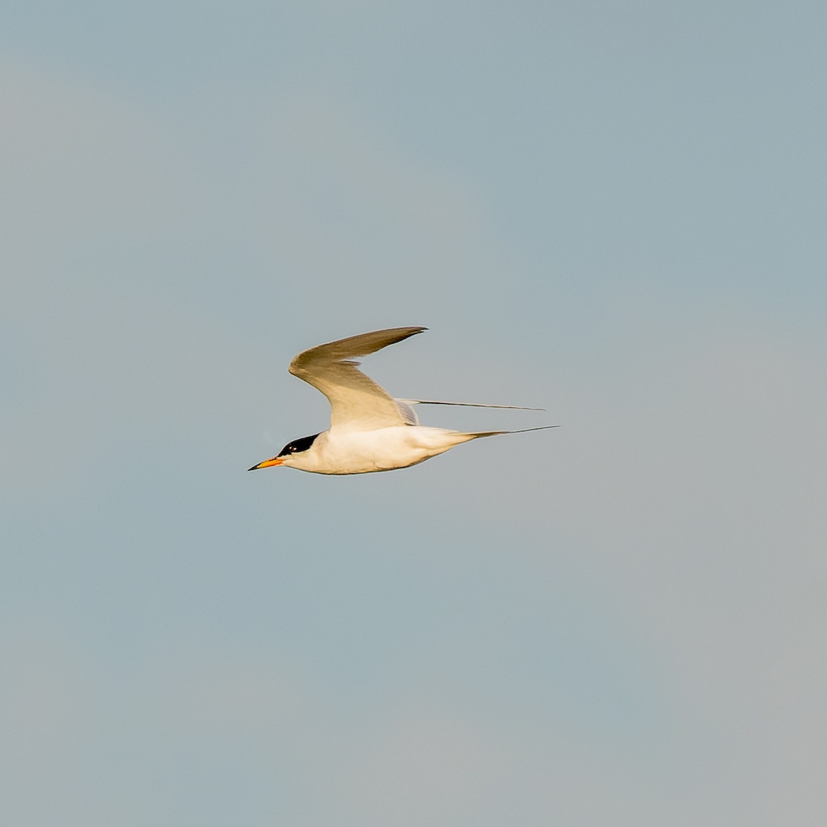 Forster's Tern - ML639946349