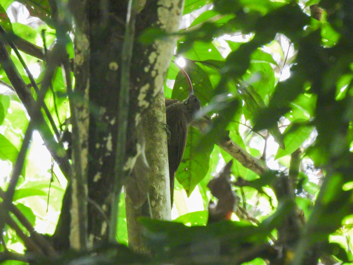 Tapajos Scythebill (Rondonia) - ML639946352