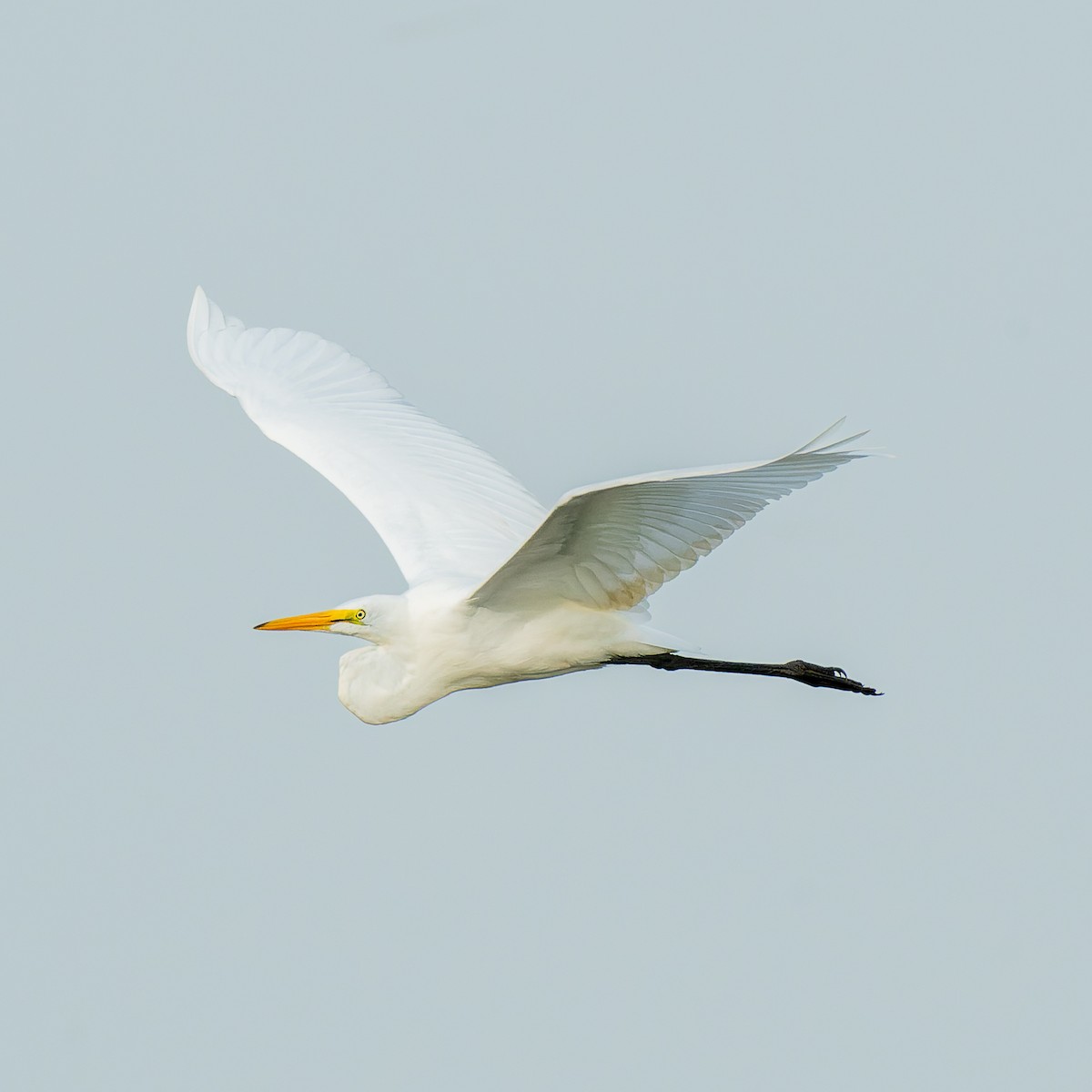 Great Egret - ML639946353