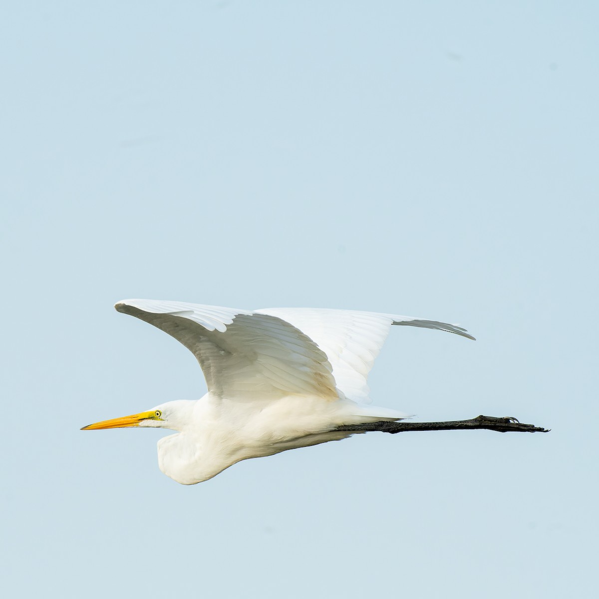 Great Egret - ML639946354