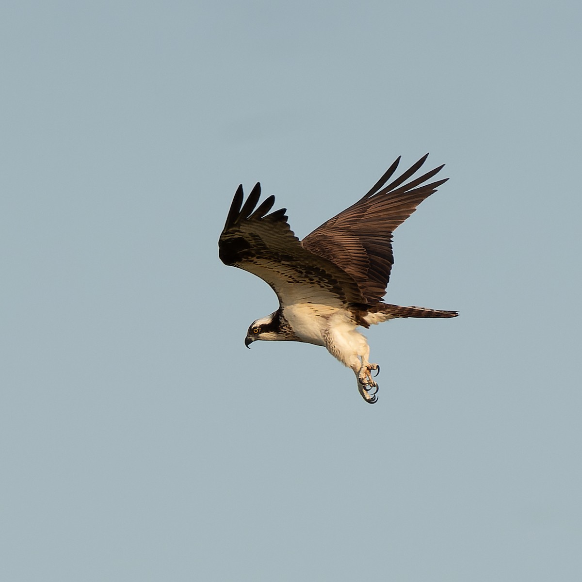 Osprey - ML639946358