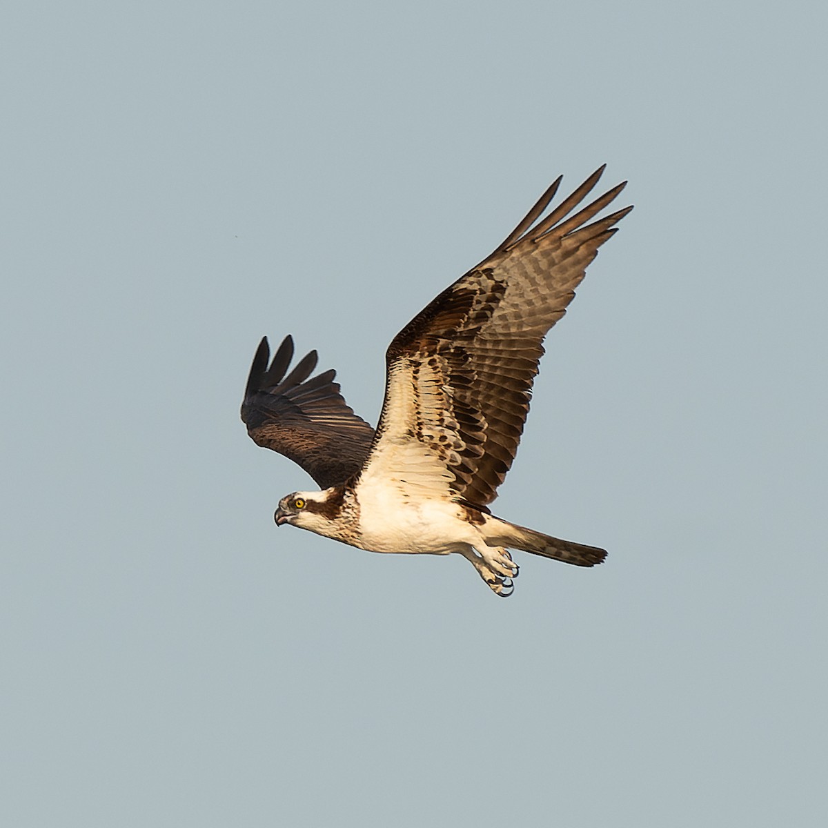 Osprey - ML639946359