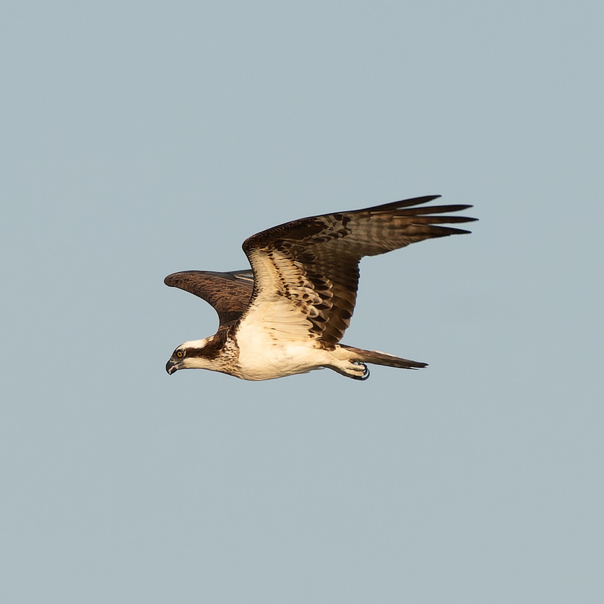 Osprey - ML639946360