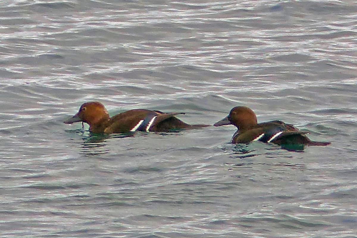 Steller's Eider - ML639946374