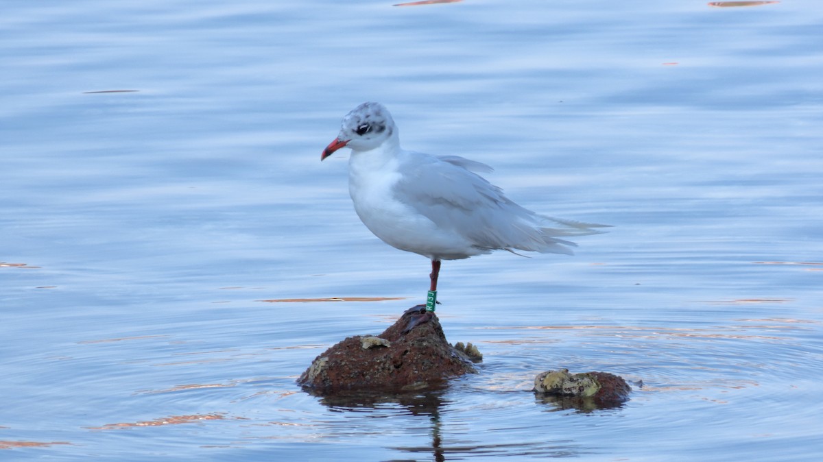 Mediterranean Gull - ML639946378