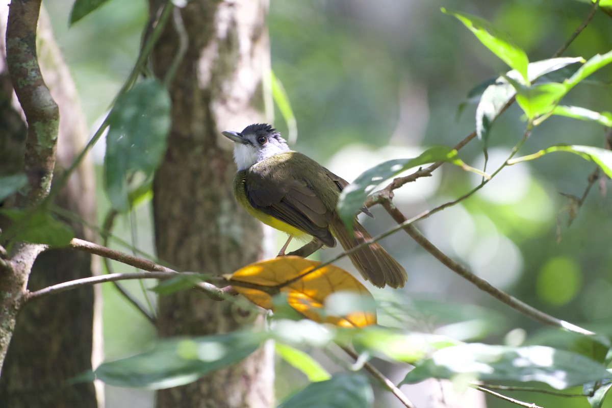 Yellow-bellied Bulbul - ML639946382