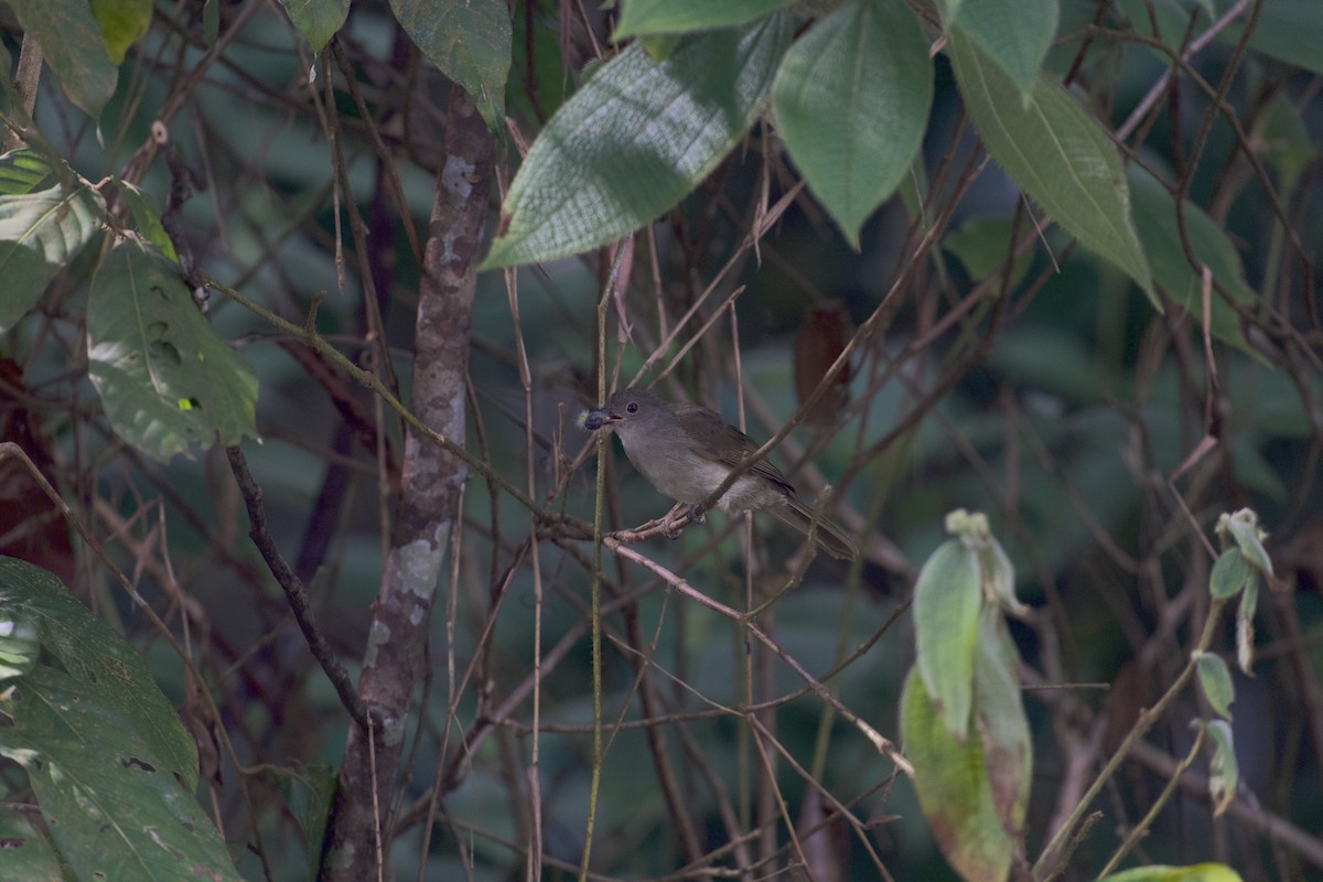 Spectacled Bulbul - ML639946384