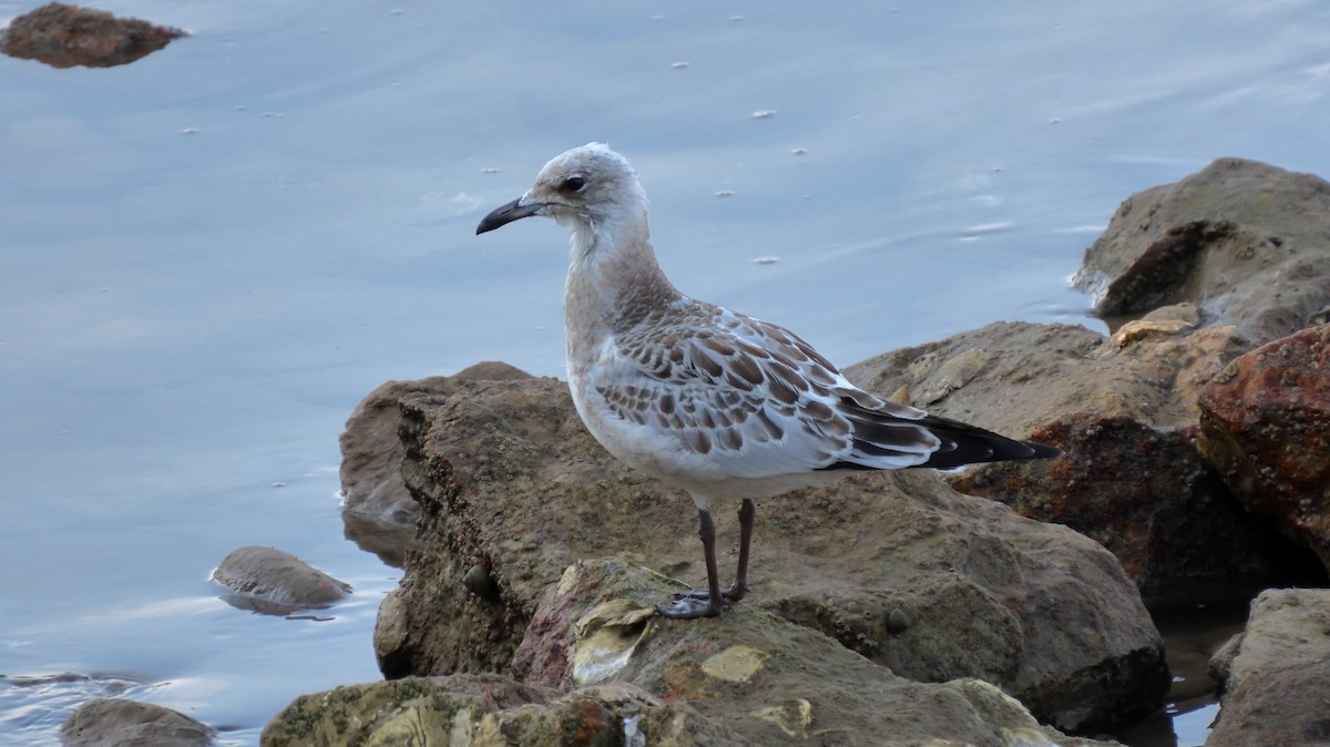 Mediterranean Gull - ML639946392