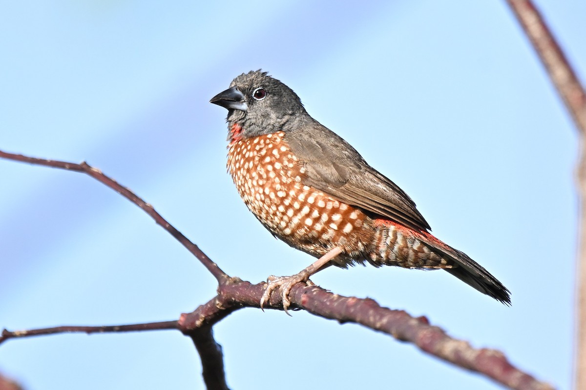 Brown Twinspot - ML639946394