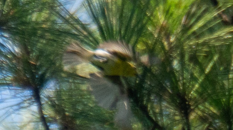 Chestnut-sided Warbler - ML639946435