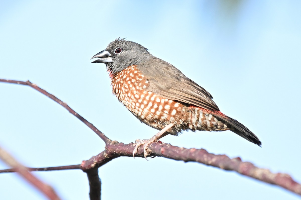 Brown Twinspot - ML639946437