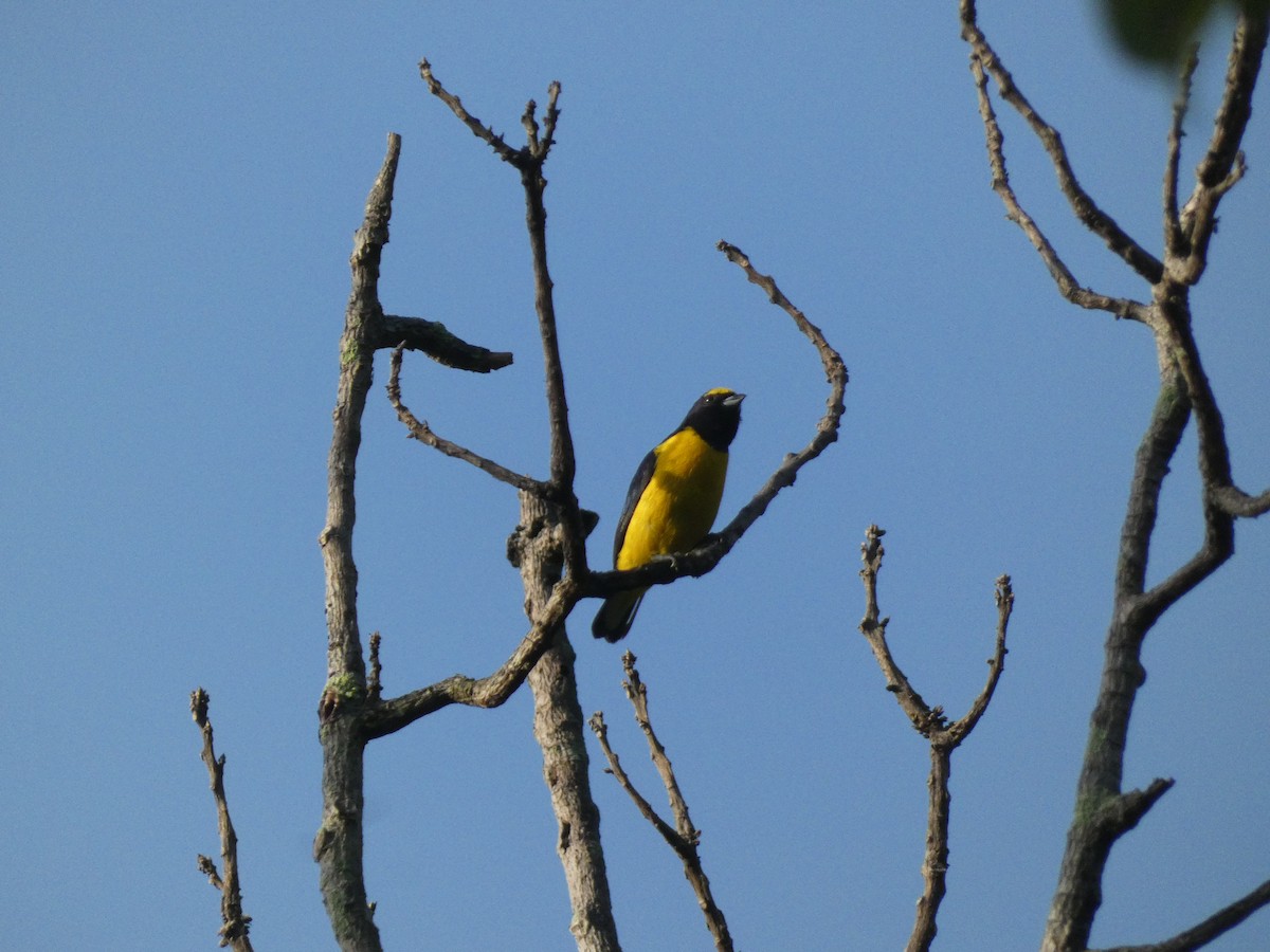 Scrub Euphonia - ML639946451