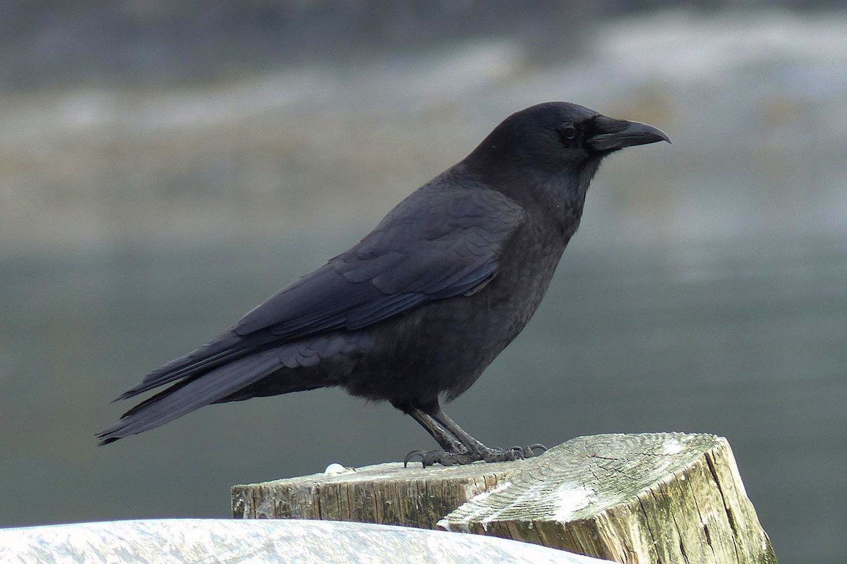 American Crow - ML639946560