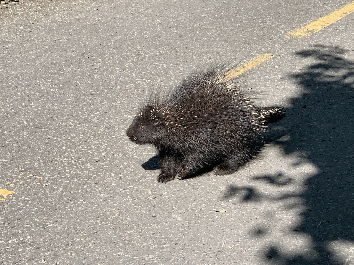 North American Porcupine - ML639946592